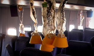 Photograph of oxygen masks descending in an aeroplane compartment