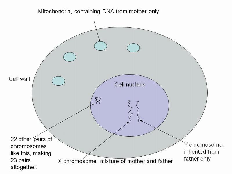 Diagram of a cell showing the nucleus and its chromosomes and the mitochondria