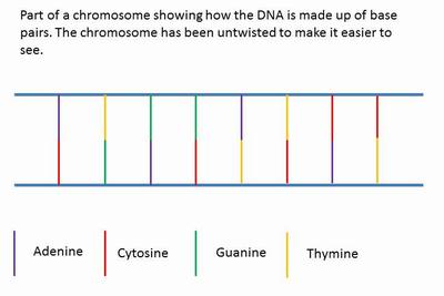 Diagram of DNA